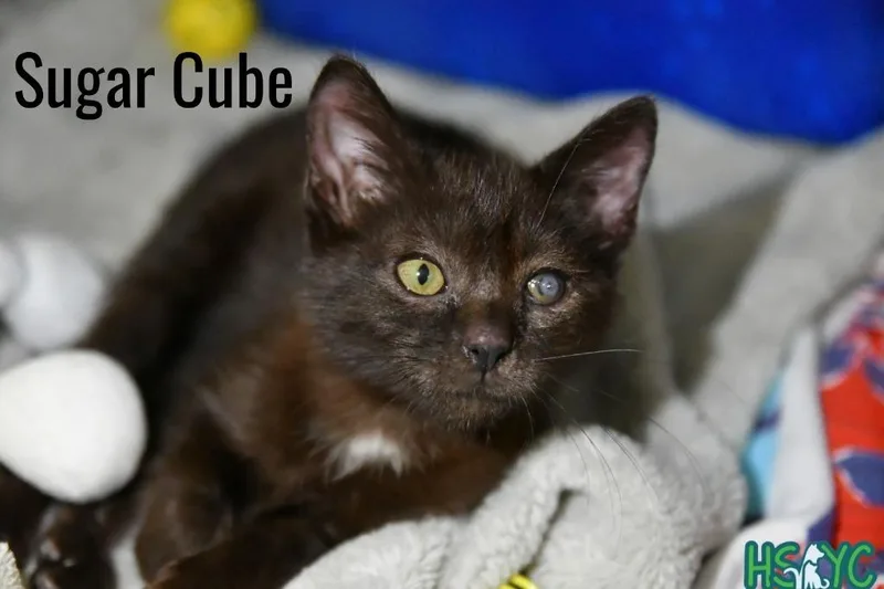 A baby medium-sized female Domestic Short Hair cat named Sugar Cube for adoption in Fort Mill, SC