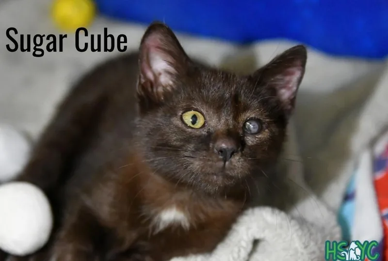 Sugar Cube thumbnail 2
