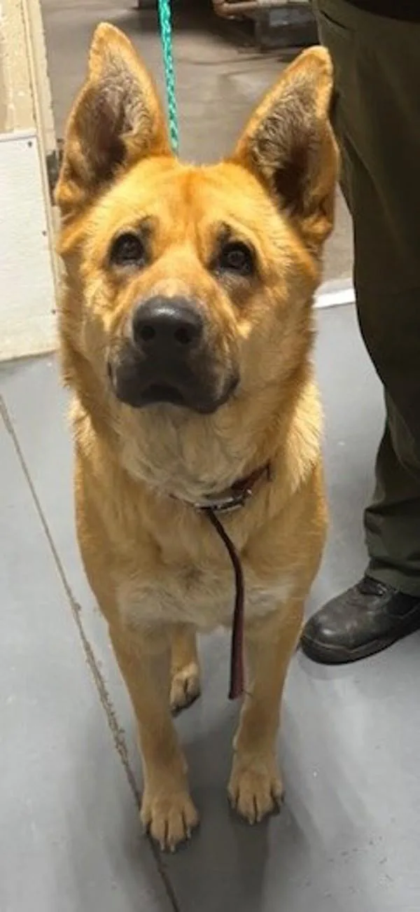 An adult large-sized female Shepherd dog named Kaydence for adoption in Dallas, GA