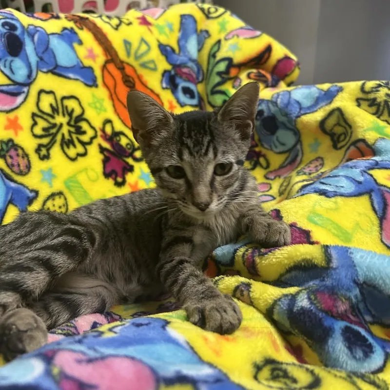 A baby small-sized female Brown / Chocolate Domestic Short Hair cat named Nightshade for adoption in Hinesville, GA