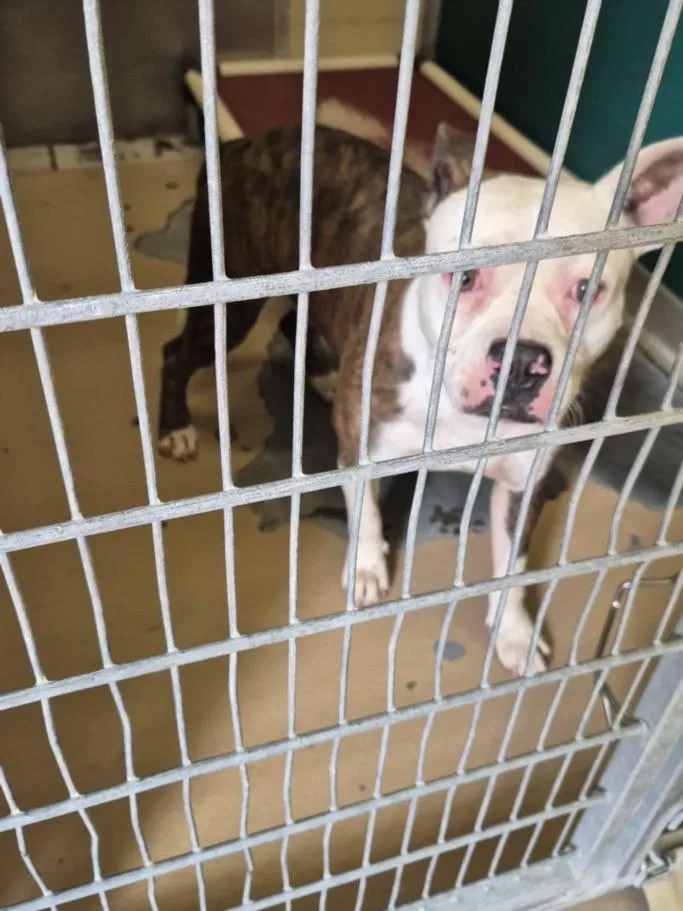 An adult large-sized male Pit Bull Terrier dog named A for adoption in Texas City, TX