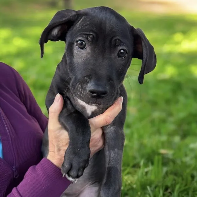 A baby medium-sized male Border Collie dog named Monet Pup  Picasso for adoption in San Diego, CA