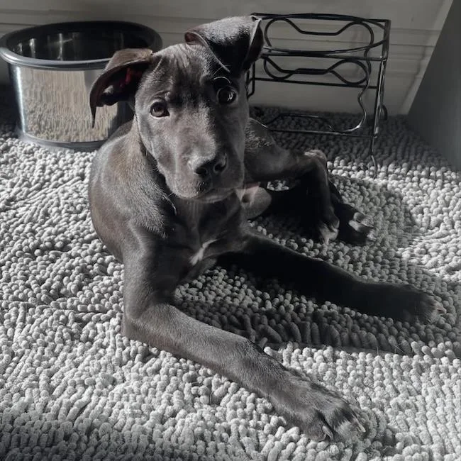 Monet Pup  Picasso thumbnail 3