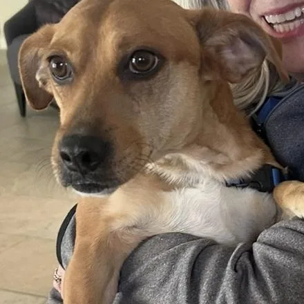 An adult medium-sized male Brown / Chocolate Mixed Breed dog named Pupcorn for adoption in Gainesville, FL