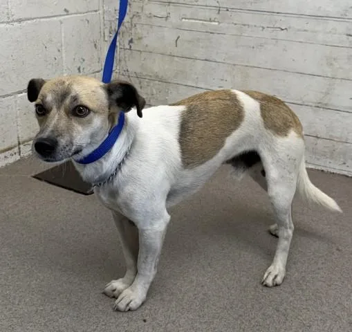 An adult small-sized male Chihuahua dog named A for adoption in San Bernardino, CA