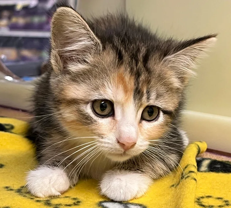 A young medium-sized female Calico Domestic Short Hair cat named Jilly for adoption in Williamsburg, VA