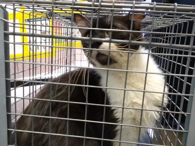 A young medium-sized female Domestic Medium Hair cat named Rena for adoption in Tulsa, OK