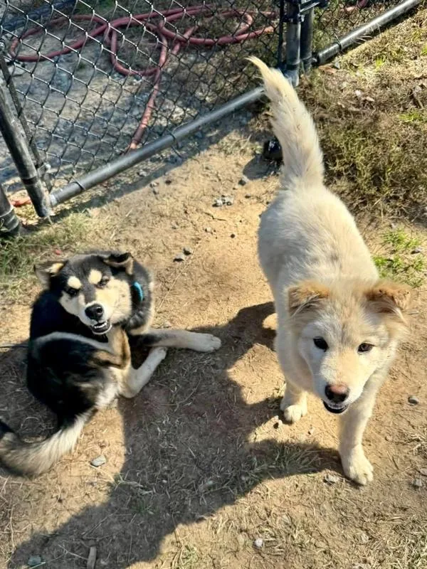 A baby small-sized female Siberian Husky dog named Carmella Creeper for adoption in Millersville, MD