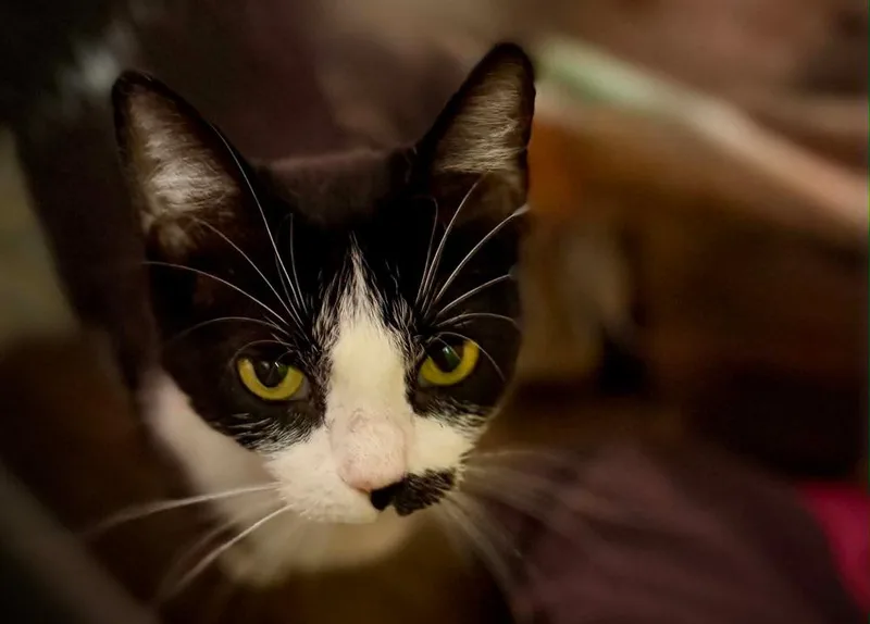 A young medium-sized female Domestic Short Hair cat named Kiwi for adoption in South Bend, IN