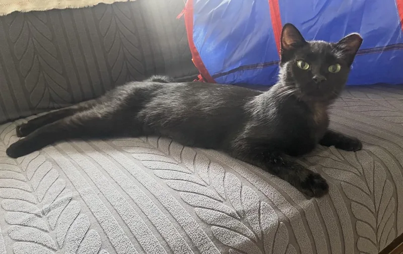 An adult medium-sized female Black Domestic Short Hair cat named Teresa for adoption in Staten Island, NY