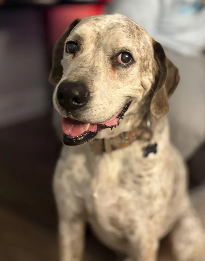 A senior large-sized male Labrador Retriever dog named Bubba for adoption in Townville, SC