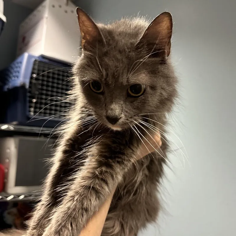 An adult medium-sized female Gray / Blue / Silver Domestic Medium Hair cat named La Quinta for adoption in Chattanooga, TN