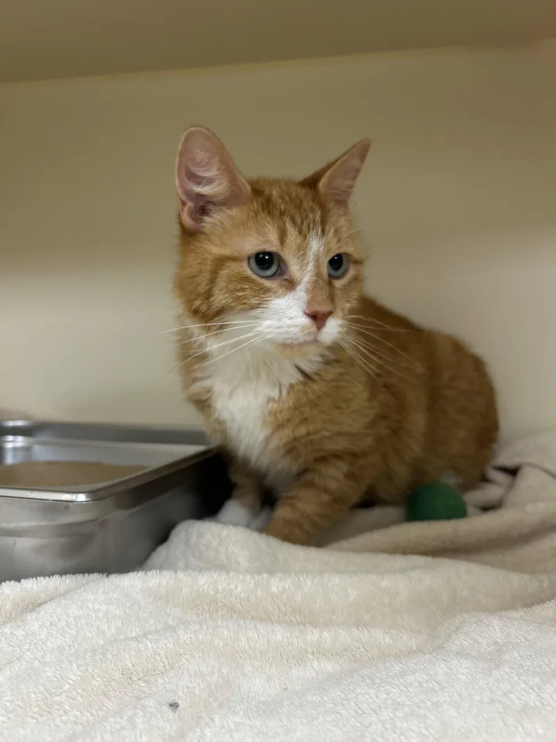 An adult medium-sized male Orange & White Domestic Short Hair cat named Theo for adoption in Lancaster, PA
