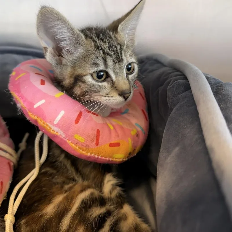 A baby small-sized female Torbie Domestic Short Hair cat named Mango for adoption in Wilmington, DE