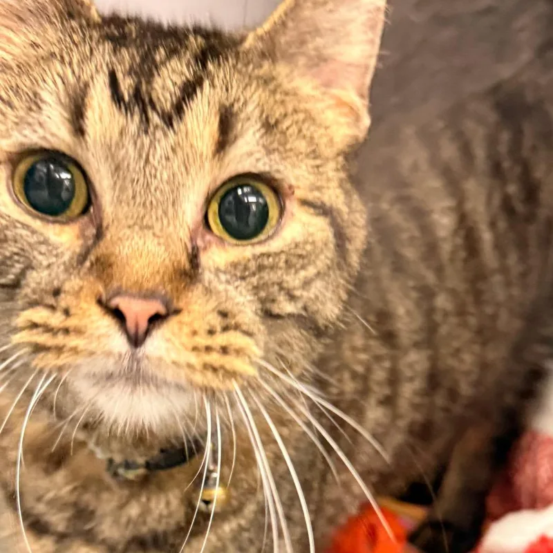 A senior large-sized male Brown / Chocolate Domestic Short Hair cat named Bernie for adoption in Evansville, IN