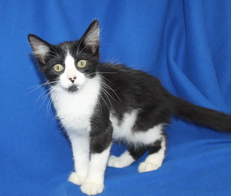 A baby medium-sized male Black & White / Tuxedo Domestic Short Hair cat named Polo for adoption in Prattville, AL