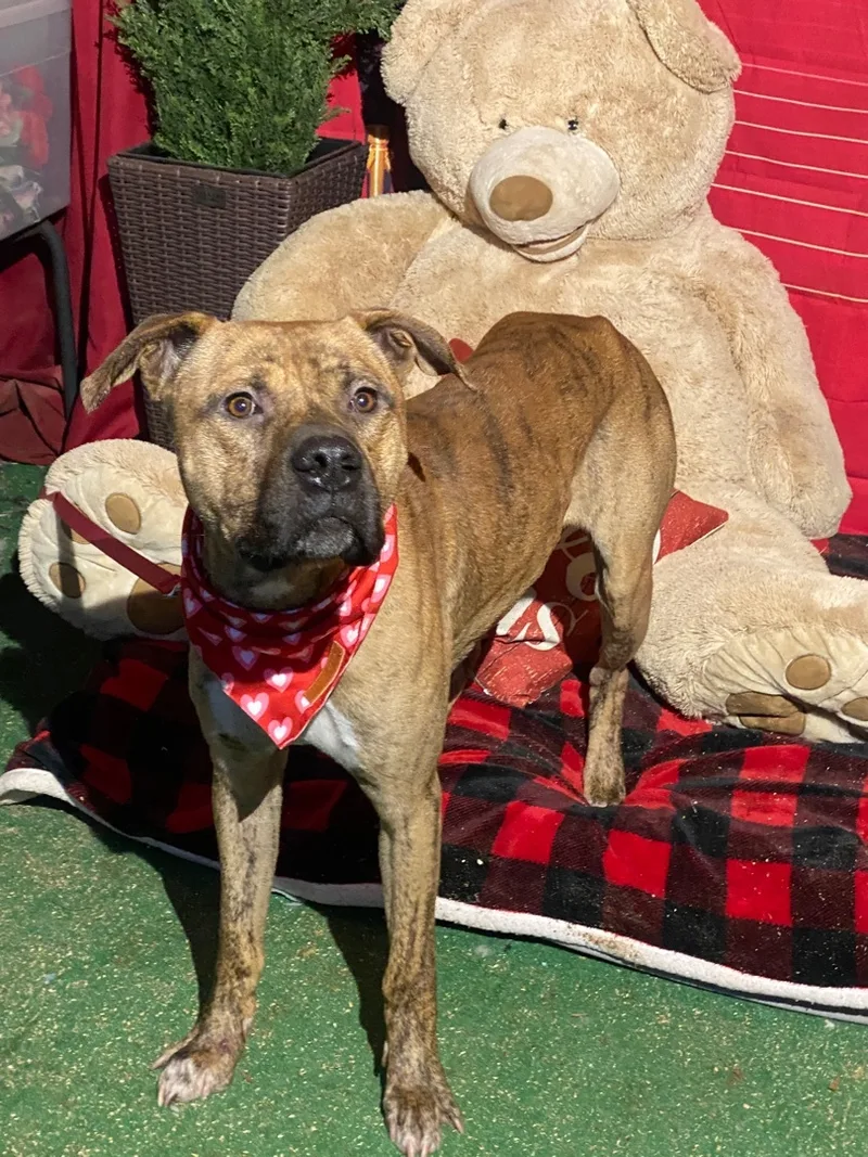 Awesome Atticus Brindle Young thumbnail 2