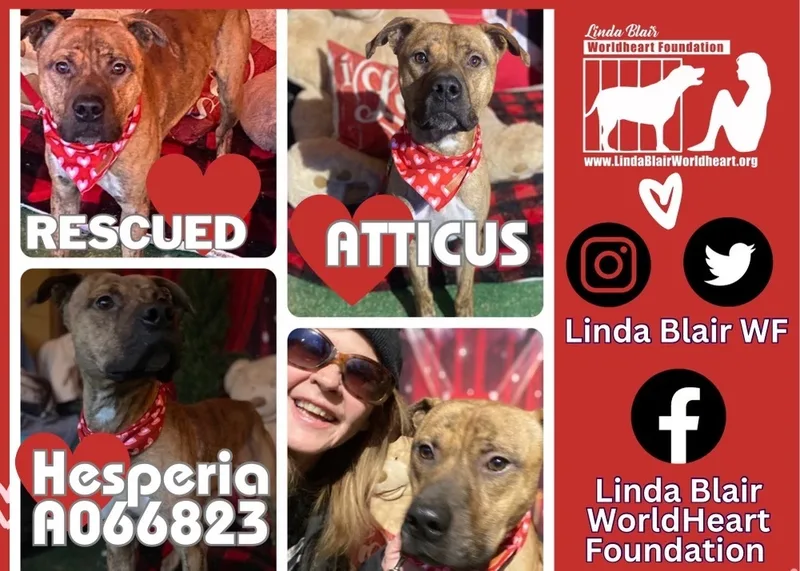 Awesome Atticus Brindle Young thumbnail 3