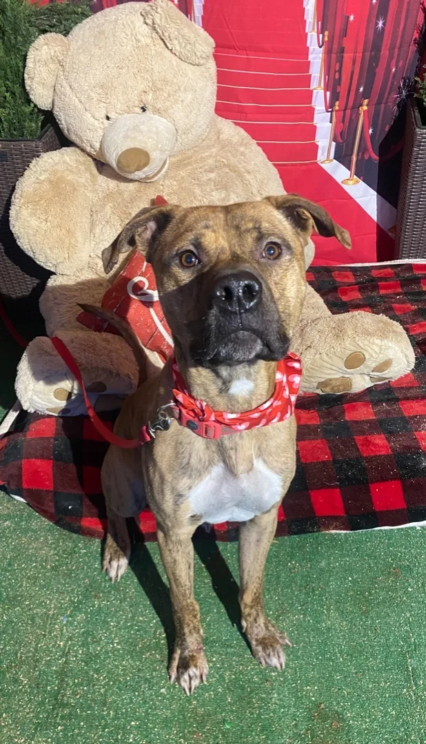 Awesome Atticus Brindle Young thumbnail 4