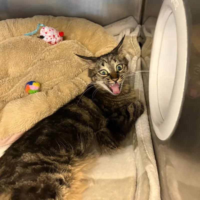An adult medium-sized female Brown / Chocolate Domestic Medium Hair cat named Minoo for adoption in Brockton, MA