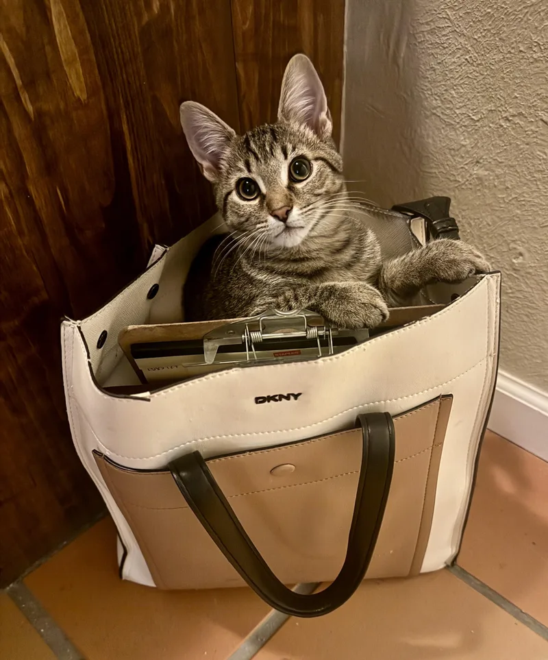 A young medium-sized female Tabby (Gray / Blue / Silver) Domestic Short Hair cat named Ramona Quimby for adoption in Albuquerque, NM