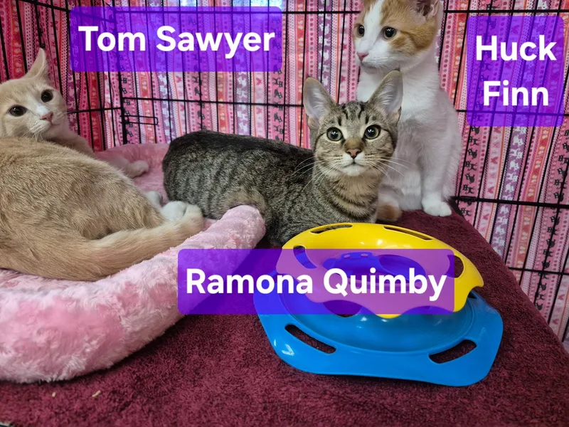 Ramona Quimby thumbnail 5