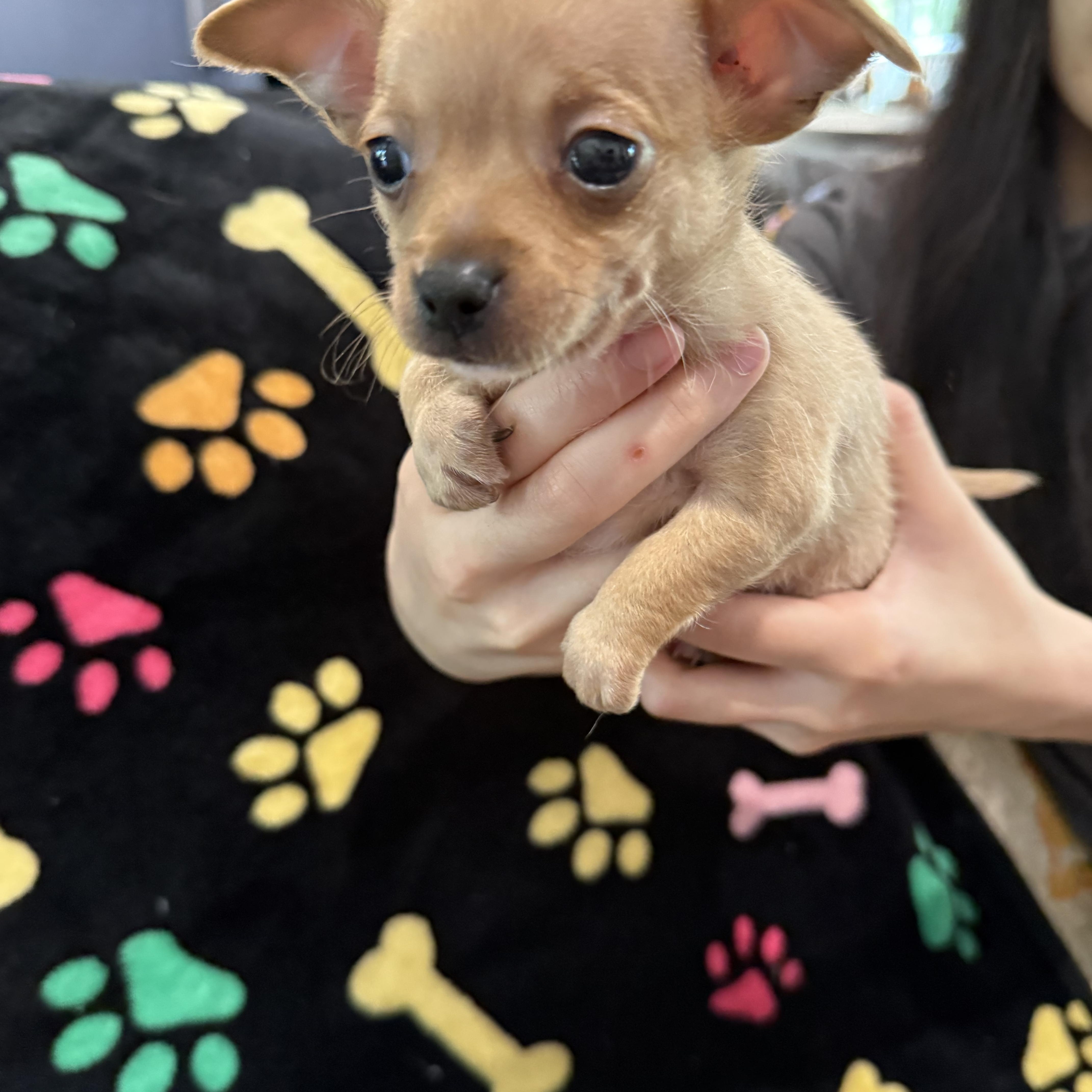 A baby small-sized male Chihuahua dog named Colby Jack for adoption in Liverpool, TX