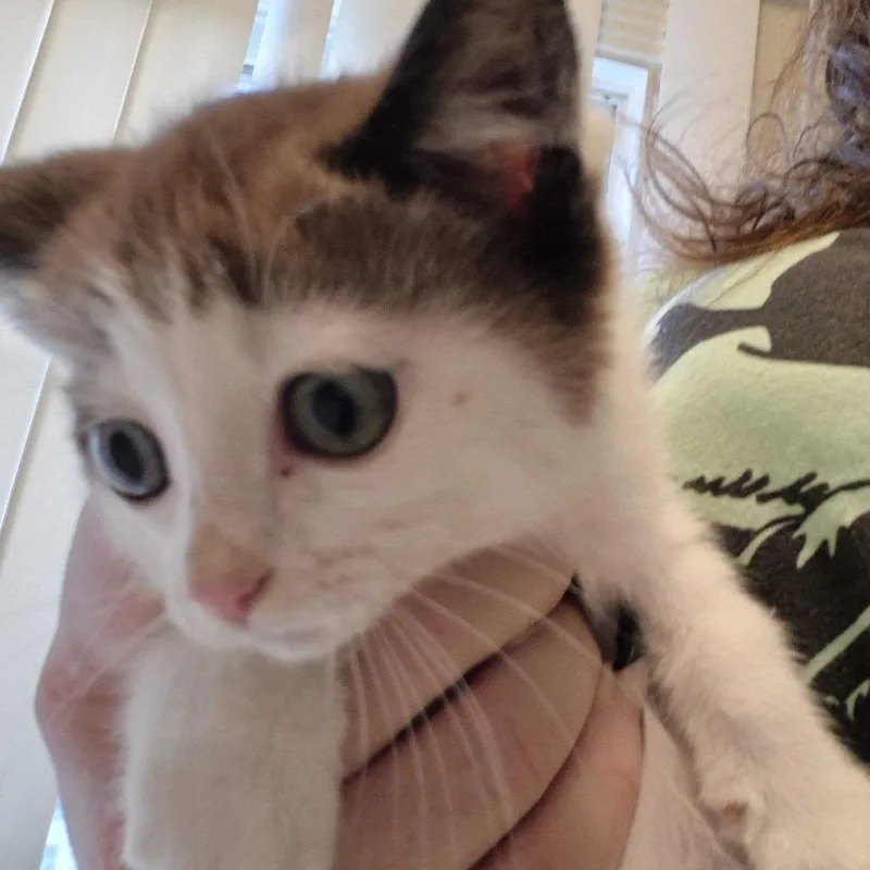 A baby small-sized male White Domestic Short Hair cat named Maze for adoption in Oak Hill, WV