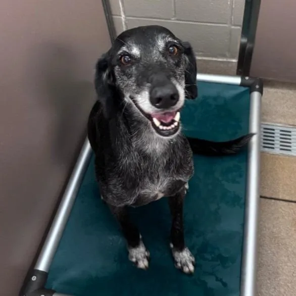 A senior medium-sized female Greyhound dog named Tula for adoption in Brenham, TX