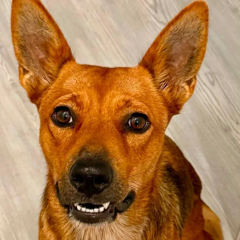 An adult medium-sized female Apricot / Beige Cattle Dog dog named Rita for adoption in Floresville, TX