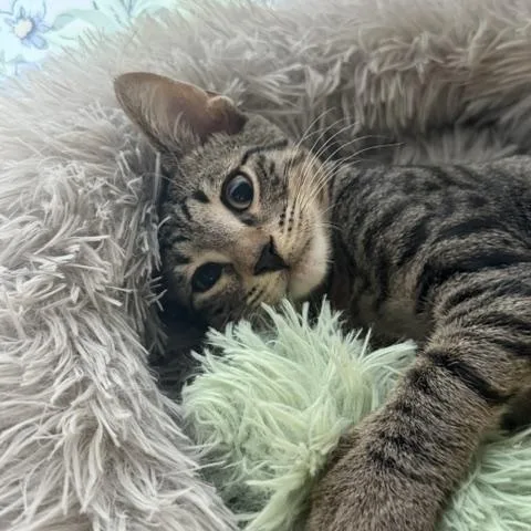 A young medium-sized male Tabby (Brown / Chocolate) Domestic Short Hair cat named Luz N. Cuddly for adoption in New York, NY