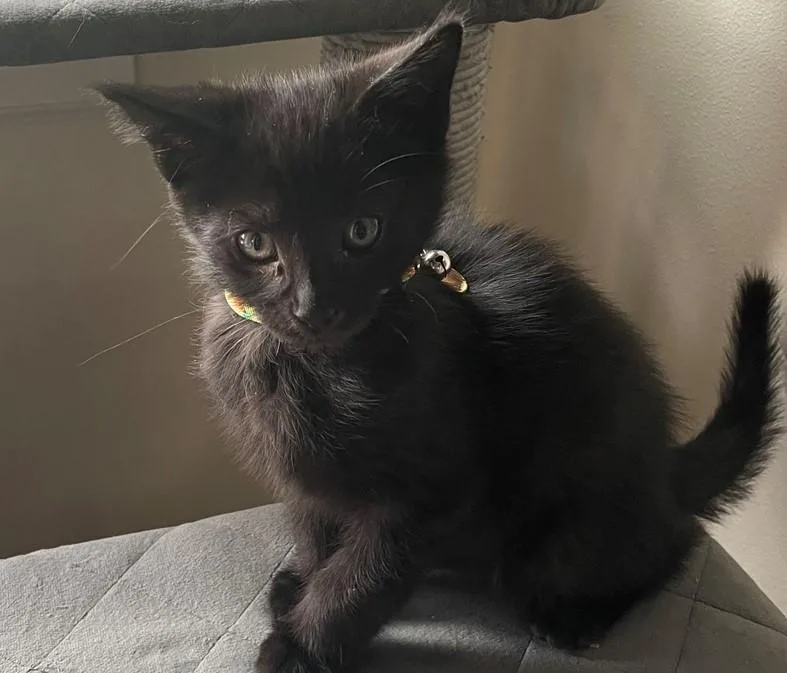 Yoda