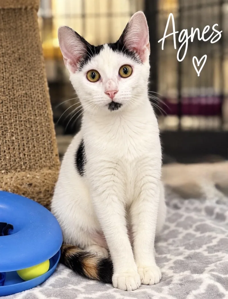 A baby medium-sized female Calico Domestic Short Hair cat named Agnes for adoption in Pawleys Island, SC