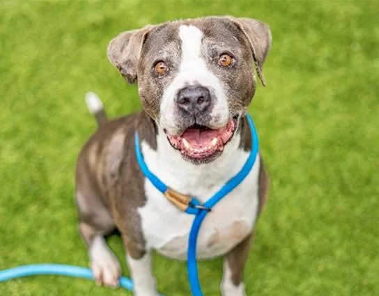 A senior large-sized male Gray / Blue / Silver Pit Bull Terrier dog named Bubbles for adoption in Petaluma, CA