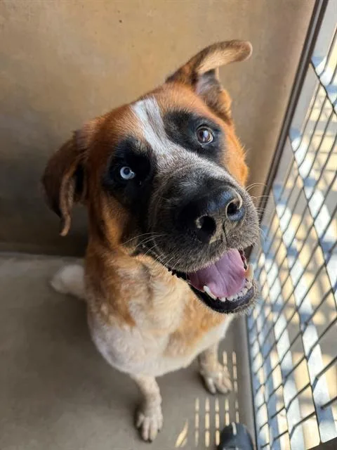 A young extra large-sized female Saint Bernard dog named Juni for adoption in Chula Vista, CA