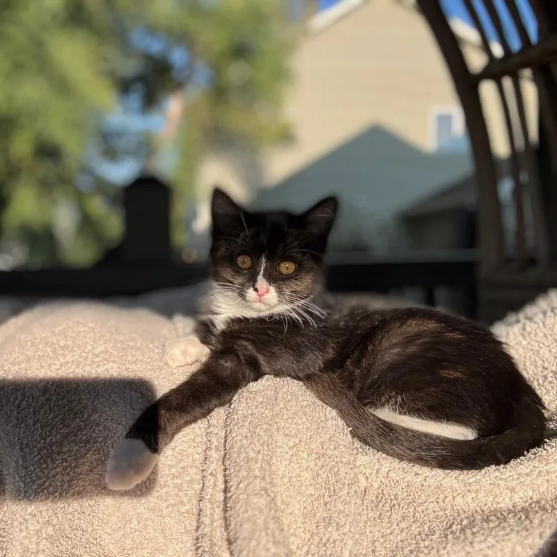 A baby small-sized female Black Domestic Short Hair cat named Jelly for adoption in Buffalo, MN