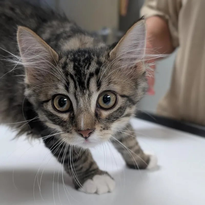 A baby small-sized male Brown / Chocolate Domestic Short Hair cat named Sam for adoption in Canton, IL
