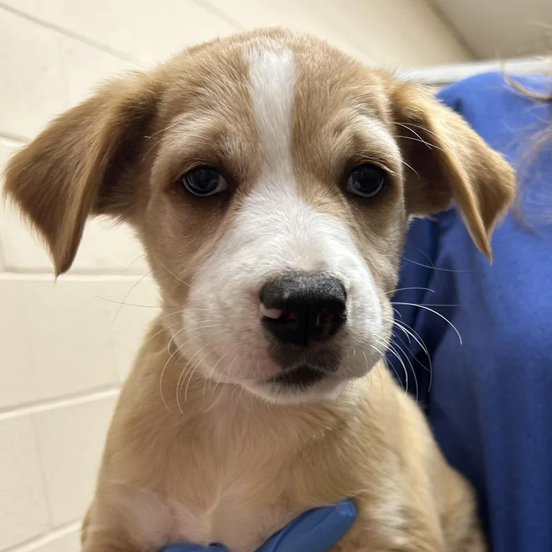 A baby small-sized female Labrador Retriever dog named Apple Picking for adoption in Springfield, MA