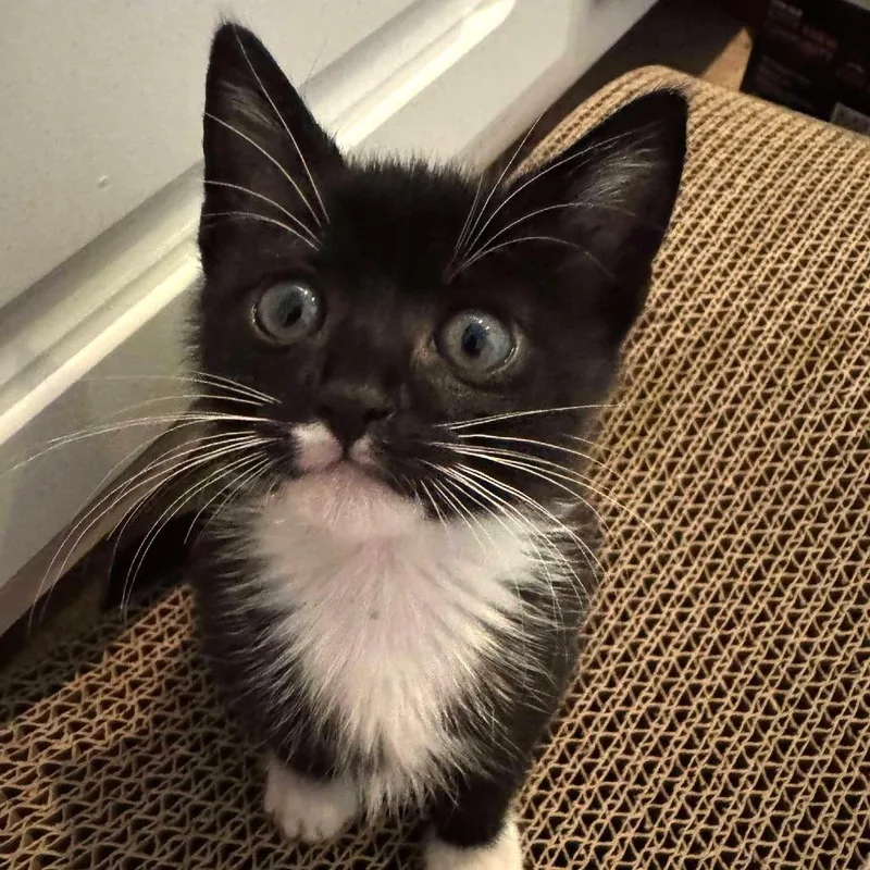 A baby small-sized male Black Domestic Short Hair cat named Waffles for adoption in Tampa, FL