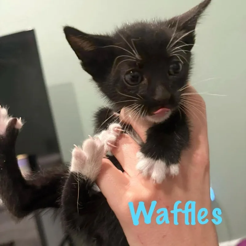 Waffles thumbnail 4