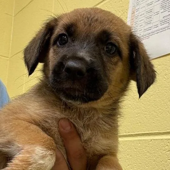 A baby small-sized female Cattle Dog dog named Cricket Avail at for adoption in Kennebunk, ME