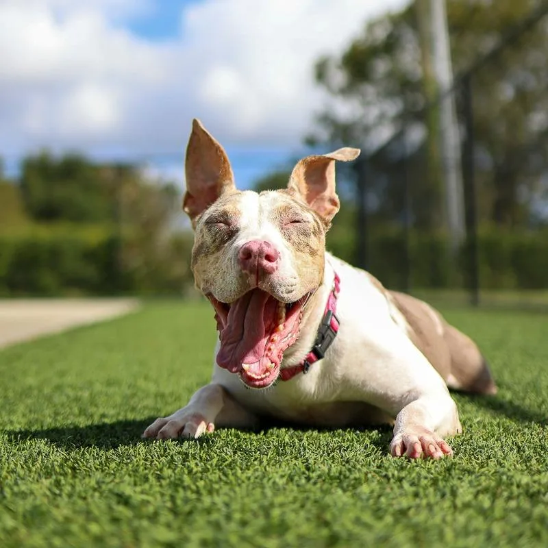 A young medium-sized female Pit Bull Terrier dog named Wednesday for adoption in Bradenton, FL