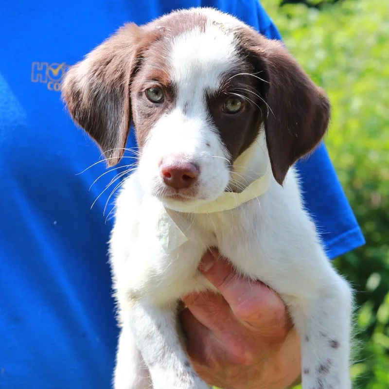 A baby medium-sized male White / Cream Labrador Retriever dog named CT Firefly avail Jul for adoption in Stormville, NY