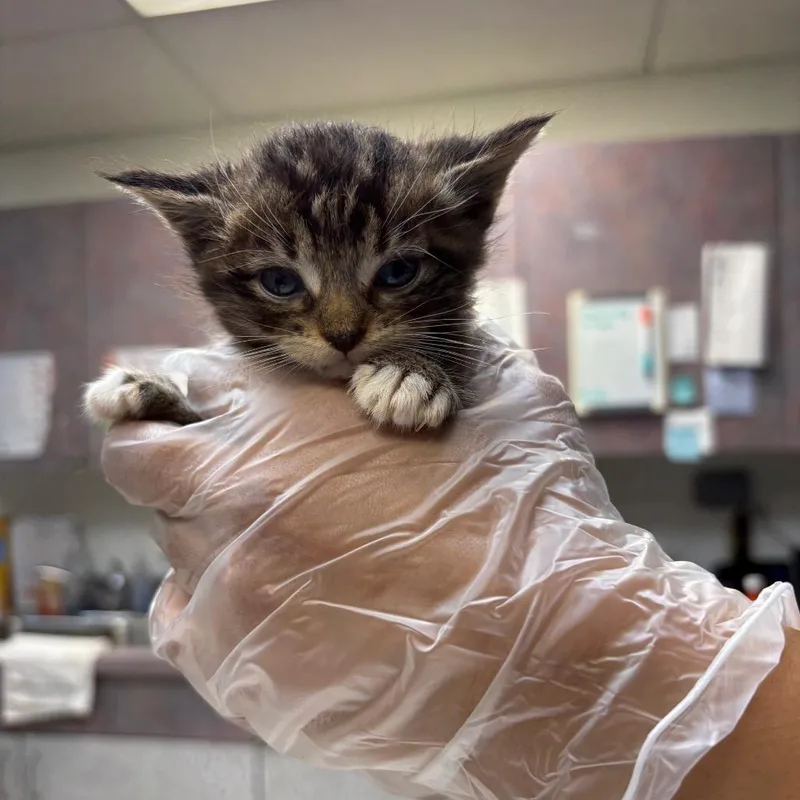 A baby small-sized male Domestic Medium Hair cat named Cadence for adoption in Newark, NJ