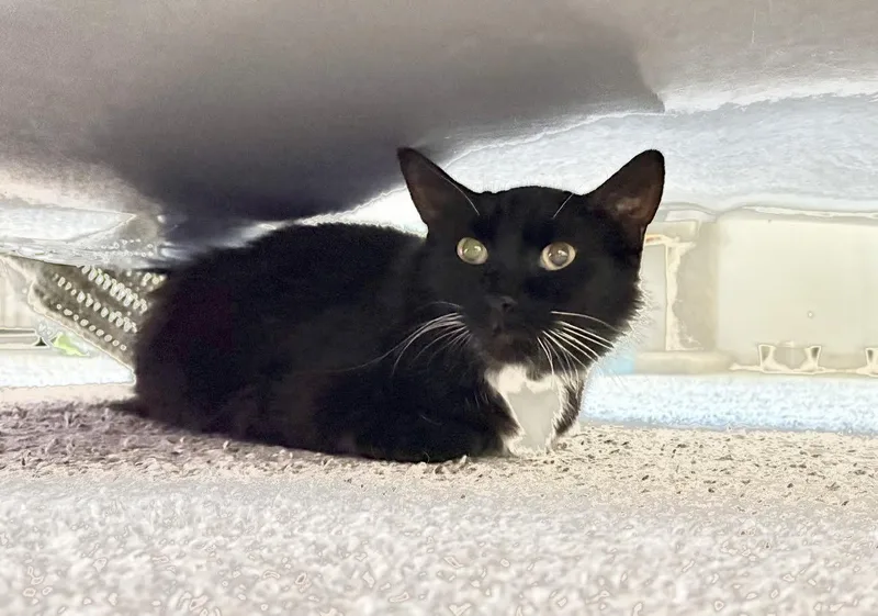 An adult medium-sized female Black & White / Tuxedo Domestic Medium Hair cat named Fifi for adoption in Carson City, NV
