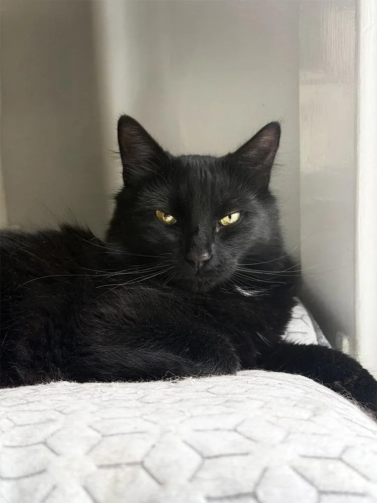 An adult medium-sized female Black Domestic Medium Hair cat named Winnie for adoption in Smithfield, VA