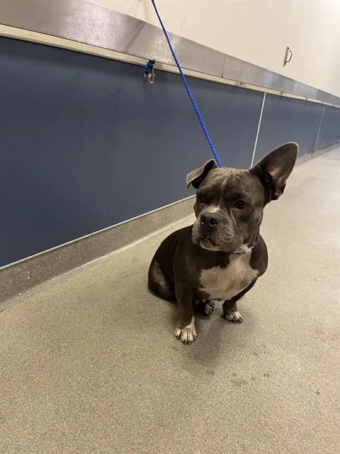 An adult medium-sized female American Bulldog dog named Misty for adoption in Miami, FL