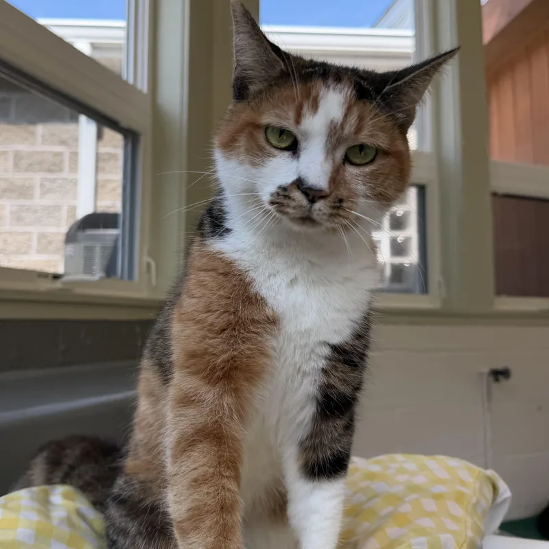 An adult medium-sized female Calico Domestic Short Hair cat named Dr Pepper for adoption in Latrobe, PA