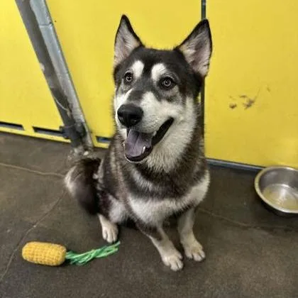 A young medium-sized male Black Mixed Breed dog named Checkers for adoption in Spokane, WA