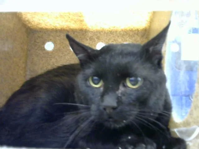 A young medium-sized male Domestic Short Hair cat named Dill Pickel for adoption in Albuquerque, NM